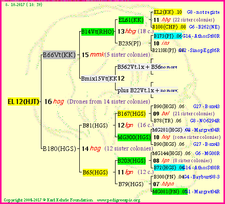 Pedigree of EL12(HJT) :
four generations presented<br />it's temporarily unavailable, sorry!