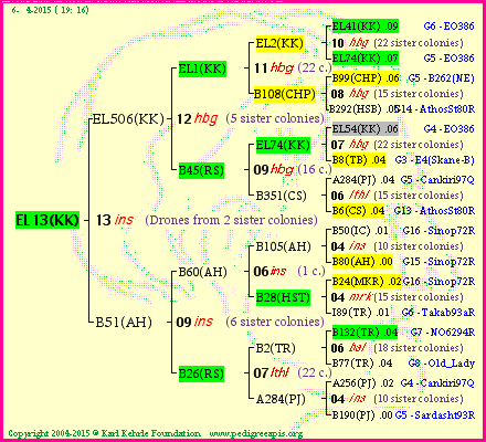 Pedigree of EL13(KK) :
four generations presented