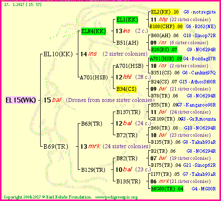 Pedigree of EL15(WK) :
four generations presented