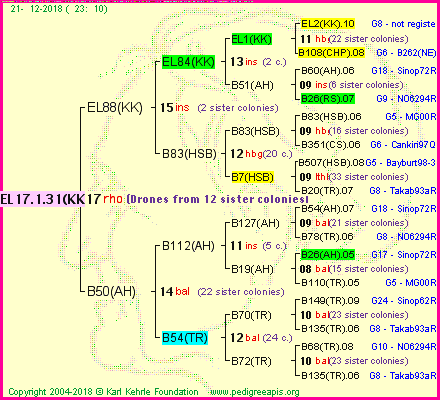 Pedigree of EL17.1.31(KK) :
four generations presented<br />it's temporarily unavailable, sorry!