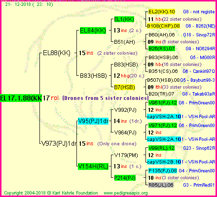 Pedigree of EL17.1.88(KK) :
four generations presented
it's temporarily unavailable, sorry!