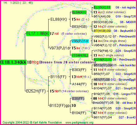 Pedigree of EL18.1.34(KK) :
four generations presented
it's temporarily unavailable, sorry!