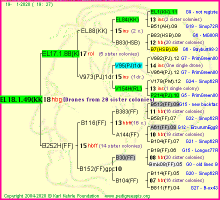 Pedigree of EL18.1.49(KK) :
four generations presented
it's temporarily unavailable, sorry!