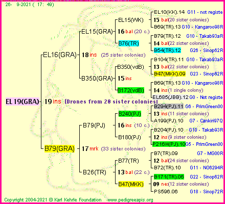 Pedigree of EL19(GRA) :
four generations presented
it's temporarily unavailable, sorry!