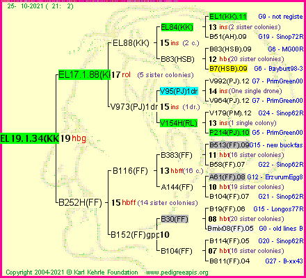 Pedigree of EL19.1.34(KK) :
four generations presented
it's temporarily unavailable, sorry!