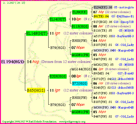 Pedigree of EL194(HGS) :
four generations presented