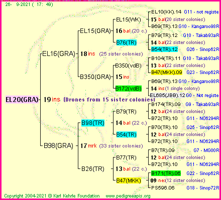 Pedigree of EL20(GRA) :
four generations presented
it's temporarily unavailable, sorry!