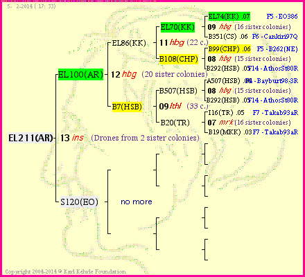 Pedigree of EL211(AR) :
four generations presented