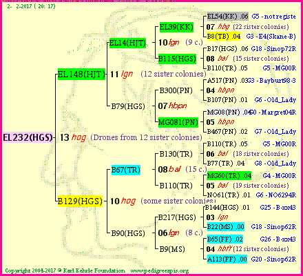 Pedigree of EL232(HGS) :
four generations presented