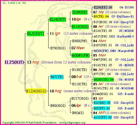 Pedigree of EL25(HJT) :
four generations presented