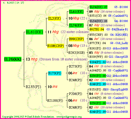 Pedigree of EL26(KK) :
four generations presented