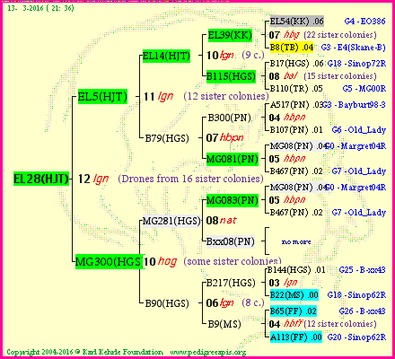 Pedigree of EL28(HJT) :
four generations presented