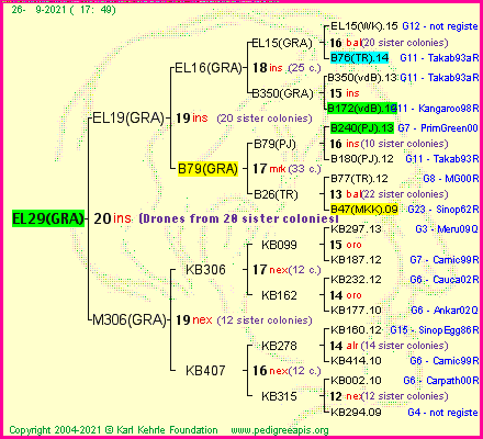 Pedigree of EL29(GRA) :
four generations presented
it's temporarily unavailable, sorry!