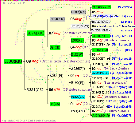 Pedigree of EL30(KK) :
four generations presented