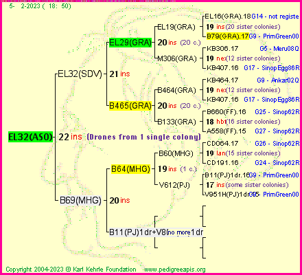 Pedigree of EL32(ASO) :
four generations presented
it's temporarily unavailable, sorry!