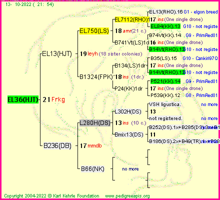 Pedigree of EL36(HJT) :
four generations presented
it's temporarily unavailable, sorry!