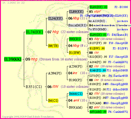 Pedigree of EL39(KK) :
four generations presented