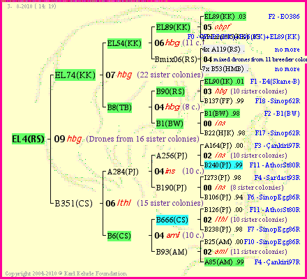 Pedigree of EL4(RS) :
four generations presented