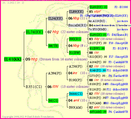 Pedigree of EL41(KK) :
four generations presented