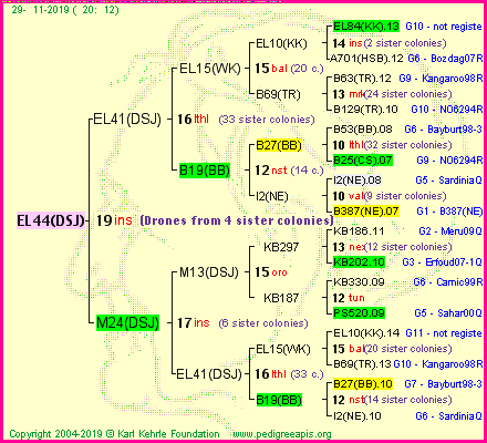 Pedigree of EL44(DSJ) :
four generations presented
it's temporarily unavailable, sorry!