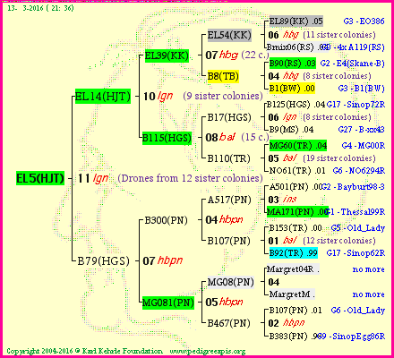 Pedigree of EL5(HJT) :
four generations presented