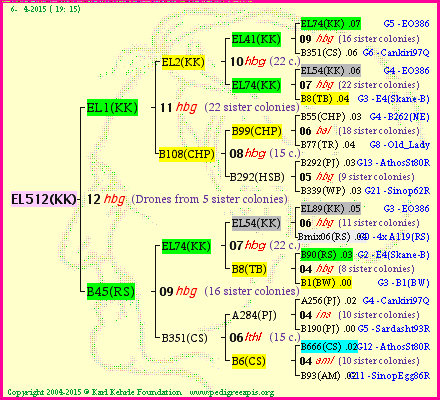 Pedigree of EL512(KK) :
four generations presented