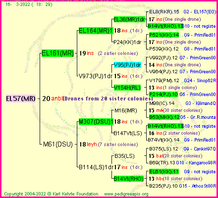 Pedigree of EL57(MR) :
four generations presented
it's temporarily unavailable, sorry!