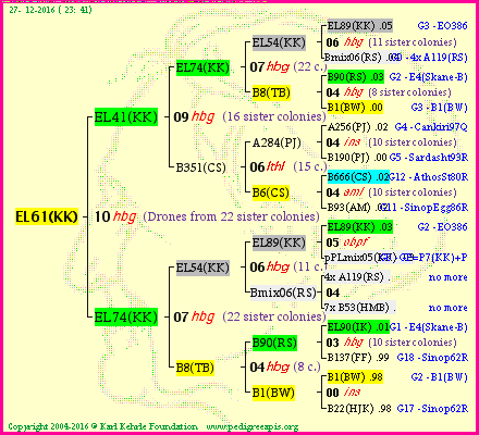 Pedigree of EL61(KK) :
four generations presented