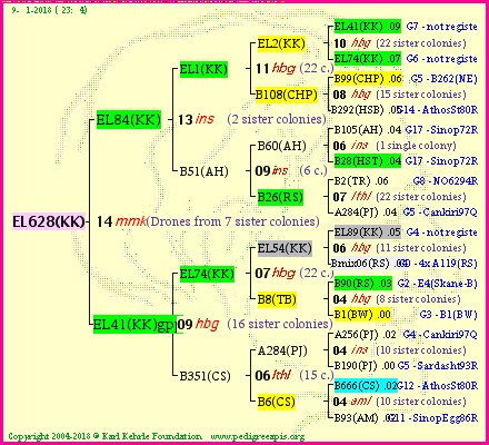 Pedigree of EL628(KK) :
four generations presented