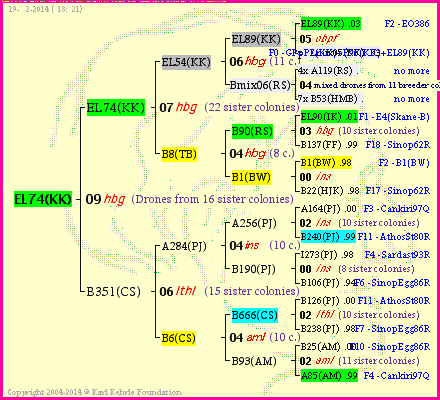 Pedigree of EL74(KK) :
four generations presented