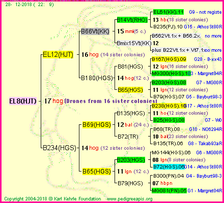 Pedigree of EL8(HJT) :
four generations presented<br />it's temporarily unavailable, sorry!