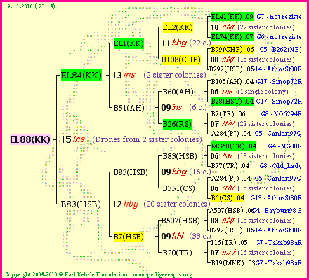 Pedigree of EL88(KK) :
four generations presented