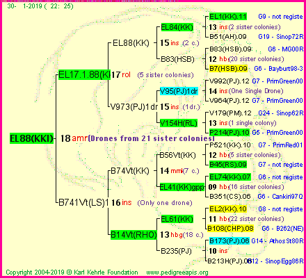 Pedigree of EL88(KKI) :
four generations presented<br />it's temporarily unavailable, sorry!