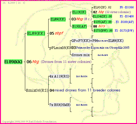 Pedigree of EL89(KK) :
four generations presented