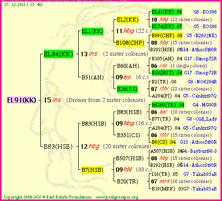 Pedigree of EL91(KK) :
four generations presented<br />it's temporarily unavailable, sorry!