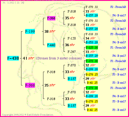 Pedigree of F-438 :
four generations presented