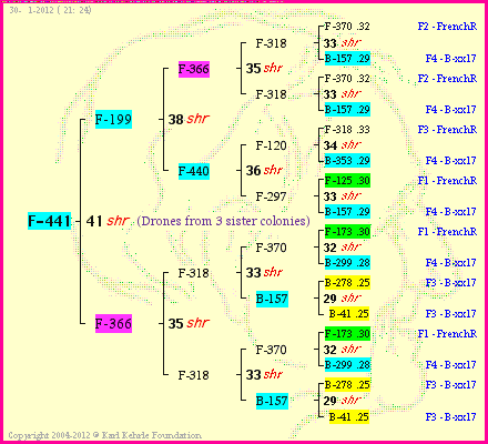 Pedigree of F-441 :
four generations presented