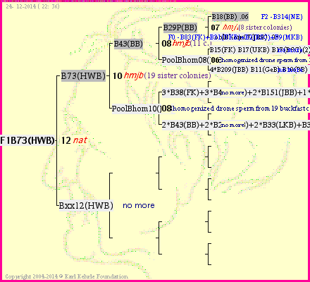 Pedigree of F1B73(HWB) :
four generations presented