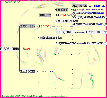 Pedigree of F1B934(JBB) :
four generations presented