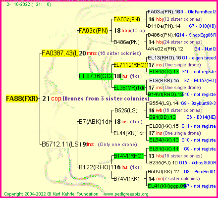 Pedigree of FA88(FXR) :
four generations presented
it's temporarily unavailable, sorry!