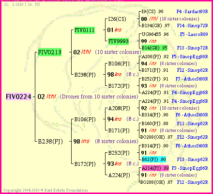 Pedigree of FIV0224 :
four generations presented