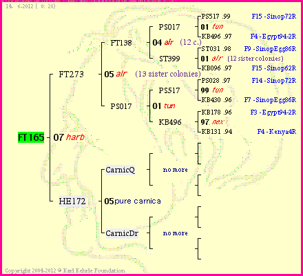 Pedigree of FT165 :
four generations presented