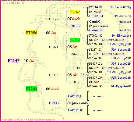 Pedigree of FT247 :
four generations presented