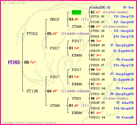 Pedigree of FT262 :
four generations presented