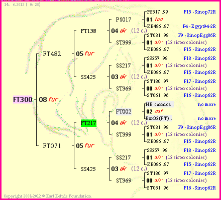 Pedigree of FT300 :
four generations presented