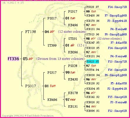 Pedigree of FT336 :
four generations presented