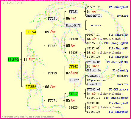 Pedigree of FT345 :
four generations presented