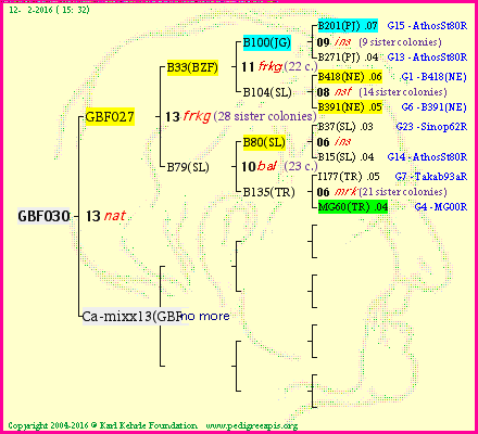 Pedigree of GBF030 :
four generations presented