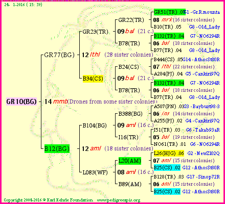 Pedigree of GR10(BG) :
four generations presented