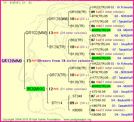 Pedigree of GR12(MM) :
four generations presented